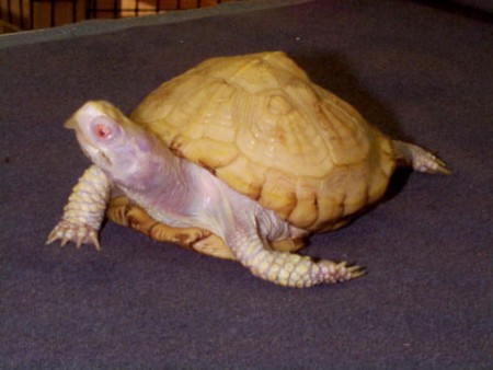 Tortue albinos